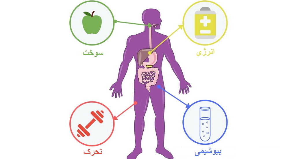 متابولیسم